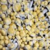 Most Valued Producer “MVP” Mushroom Spores
