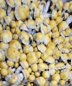Most Valued Producer “MVP” Mushroom Spores