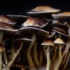 Buy Treasure Coast Mushroom Spores