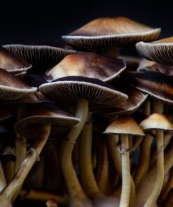 Buy Treasure Coast Mushroom Spores