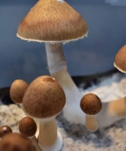 Jedi Mind Fuck Mushroom Spores