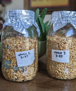 Get Mushroom Cultivation Grain Spawn