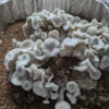 Buy True Albino Teacher “TAT” Mushroom Spores