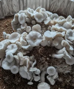 Buy True Albino Teacher “TAT” Mushroom Spores