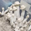 Buy Yeti Mushroom Spores