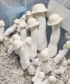 Buy Yeti Mushroom Spores