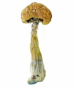 Puerto Rican Magic Mushrooms